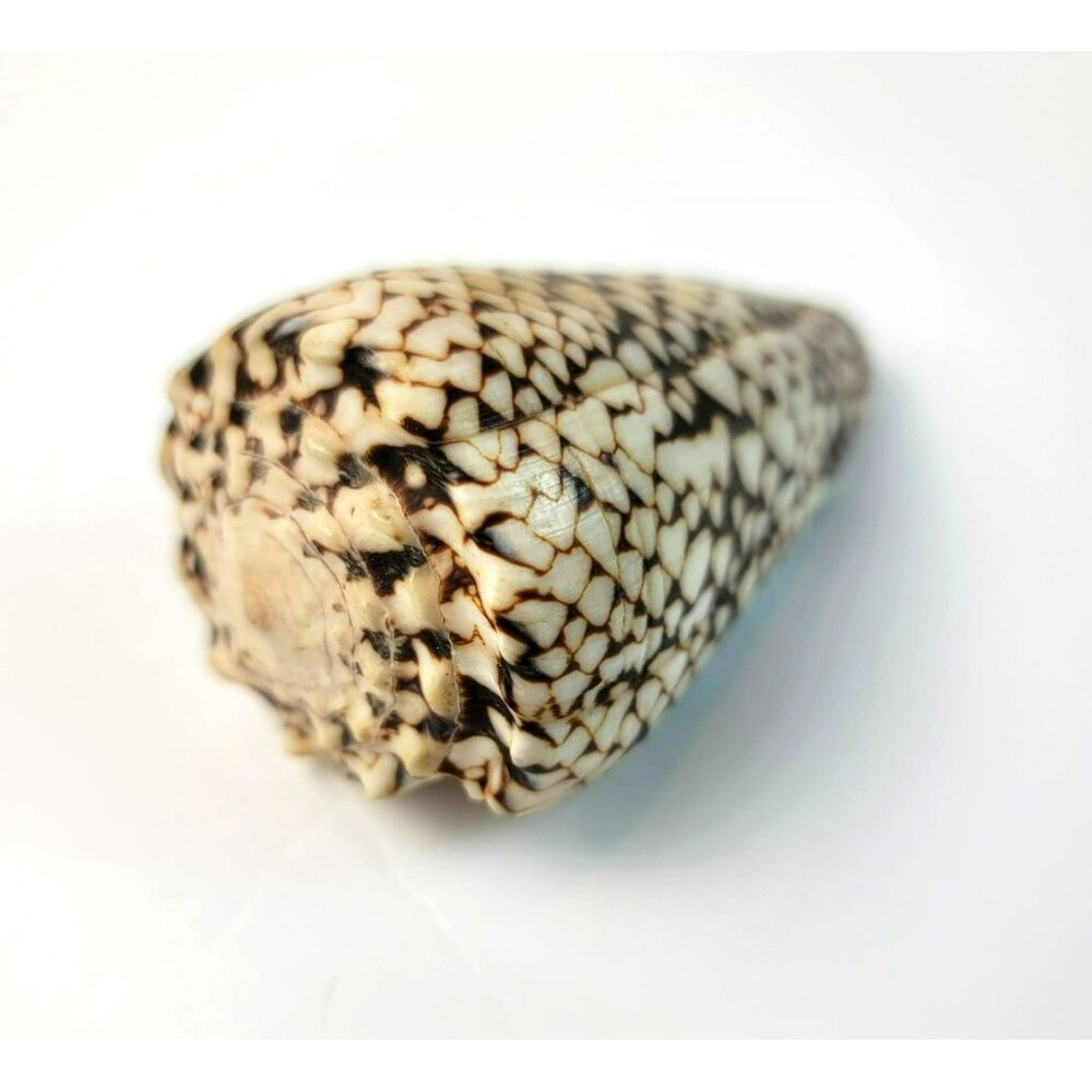 Large Conus Marmoreus Seashell Brown and White Ocean Decor JH1358 - Picture 10 of 10
